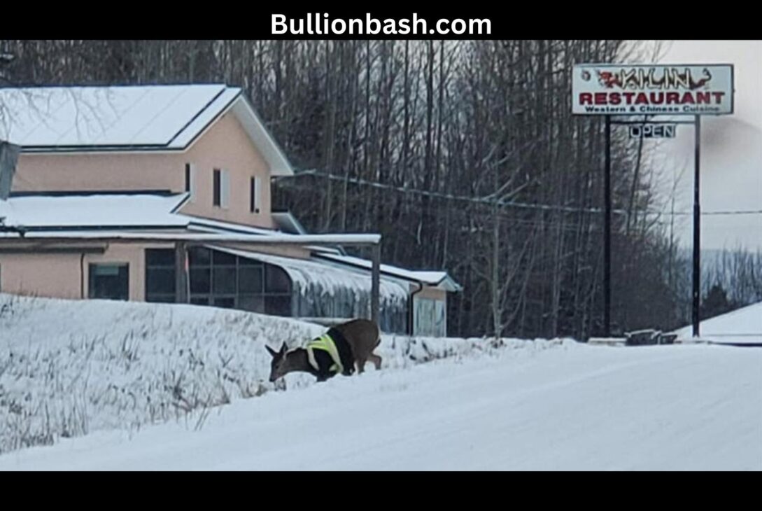 Hi-Vis Vested Deer Spotted Across Road in Hillsdale County road